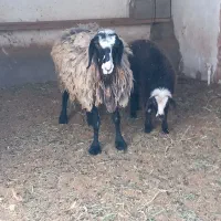 میش بره شال