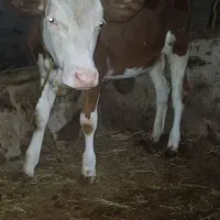 گاو و گوساله سیمینتال