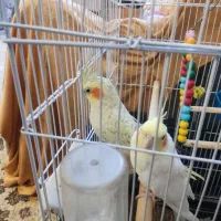 یک جفت عروس مولد