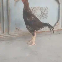 خروس لاری