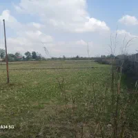 شالیزار سنتی چسبیده به خونه مسکونی|فروش زمین و ملک کلنگی|رشت, بازار|دیوار