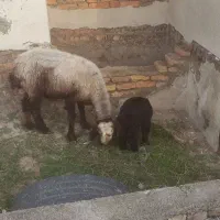 گوسفند بره دار|حیوانات مزرعه|بندر ترکمن, |دیوار