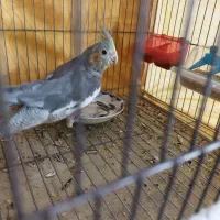 عروس هلندی ماده