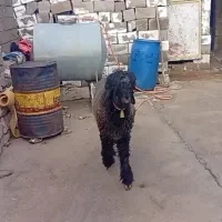 بره داشتی درجه یک|حیوانات مزرعه|مسجد سلیمان, |دیوار