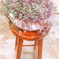 چمن کالیسیا(برگ بیدی مینیاتور)|گل و گیاه طبیعی|کرج, شهرک احمدیه‎|دیوار