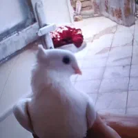 یک عدد کفتر سفید ماده