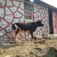 ۱راس لیشه عروسک   گاو ورزا|حیوانات مزرعه|رشت, حومه رشت|دیوار