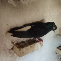 نردم سفید|پرنده|خرم‌آباد, |دیوار