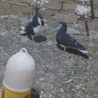 یک جفت شهری ب شرط پرش و تخم جوجه|پرنده|همایجان, |دیوار