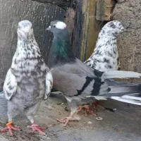 کبوتر زوردار ساعت سنگین گم