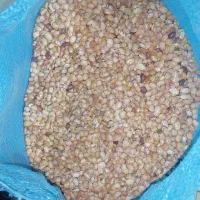 لوبیا چیتی. خورشتی لوبیا گرم. لوبیا برای آش سبزی|خوردنی و آشامیدنی|زرقان, |دیوار