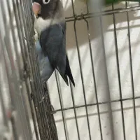 طوطی برزیلی جفت|پرنده|بومهن, |دیوار