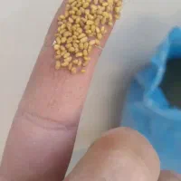 بذر یونجه|عمده‌فروشی|قم, لسانی|دیوار