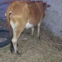 گاو فروشی با گوساله  یا معاوضه فقط فوری فوری