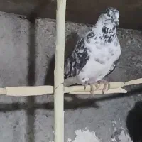 پرنده|پرنده|چوار, |دیوار