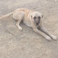 سگ ماده سرابی واسه گله و نگهبانی