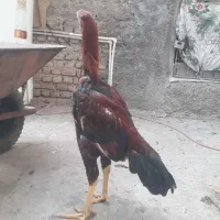 جوجه خروس لاری نسل دار|حیوانات مزرعه|مزرعه کتول, |دیوار