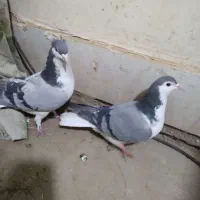 جفت دمگیر|پرنده|خمینیشهر, |دیوار