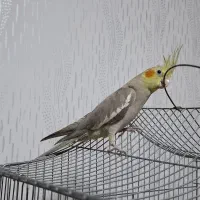 عروس هلندی جوجه