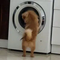 سگ پامر|سگ|سلمانشهر, |دیوار