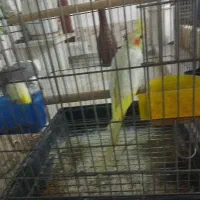 یک جفت عروس هلندی سخنگو