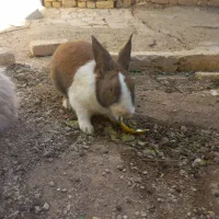 حراج خرگوش|موش و خرگوش|فیروزآباد (فارس), |دیوار