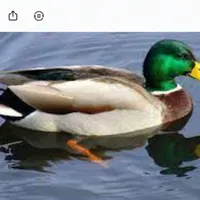 گم شده غاز یا همون اخضیری نر