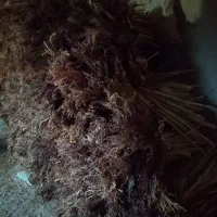 فروش جارو|لوازم نظافت|چاپشلو, |دیوار