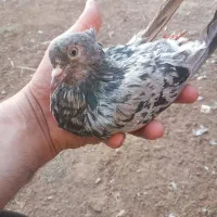کوهی دم سفید وسوسنی|پرنده|اهواز, بهارستان|دیوار
