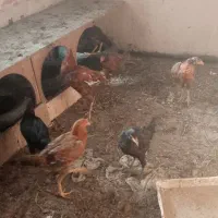 مرغ خروس لاری|حیوانات مزرعه|مشهد, شهرک امام سجاد|دیوار