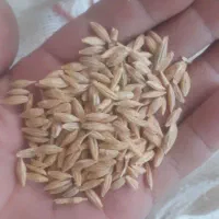 جو دیم|خدمات باغبانی و درختکاری|شهرکرد, |دیوار
