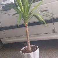گل یوکا