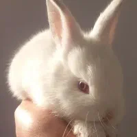 خوکچه هندی جوجه خرگوش|موش و خرگوش|مشهد, موعود|دیوار