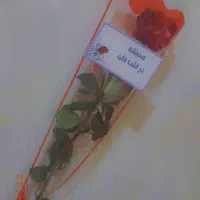 رز طبیعی تک شاخه مناسب مهرماه|گل و گیاه طبیعی|اهواز, کوی طلاب|دیوار