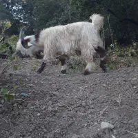 بزغاله. بیگ|حیوانات مزرعه|اردل, |دیوار