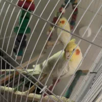 جفت عروس هلندی لوتینو|پرنده|مشهد, شهرآرا|دیوار