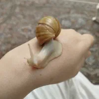 حلزون آچاتینا بالغ(بزرگ)