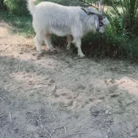 نری سنگین وزن|حیوانات مزرعه|فاریاب, |دیوار