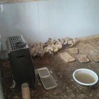 جوجه اردک ۲/۵ من ماهه واکسن زده سالم و سر حال|حیوانات مزرعه|نکا, |دیوار