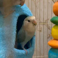 پرنده کوتوله برزیلی جفت|پرنده|مشهد, آزادشهر|دیوار