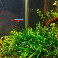 آکواریوم پلنت کامل