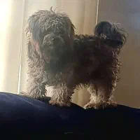 سگ گمشده|حیوانات|نوشهر, |دیوار