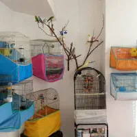 فروش عروس هلندی