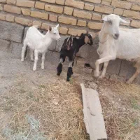 سه تا بره آذوقه خور سالم یک بز سانن زایده دو قلو