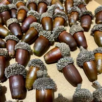 بلوط جنگلی مناسب دیزاین یلدا|گل و گیاه طبیعی|رشت, رشتیان|دیوار