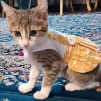 گربه دی اس اچ ماده