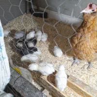 سلام مرغ با۱۲جوجه محلی اصل درخورموج