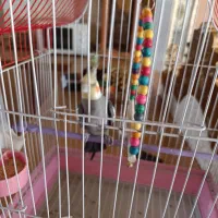 عروس هلندی نر