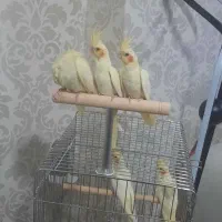 فروش عروس هلندی  لوتنیو دو کت و یه کت