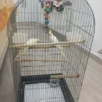 عروس هلندی همراه با قفس|پرنده|آستارا, |دیوار